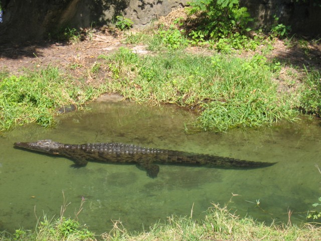 Original image